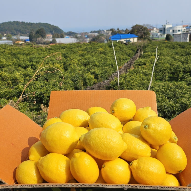 제주 레몬